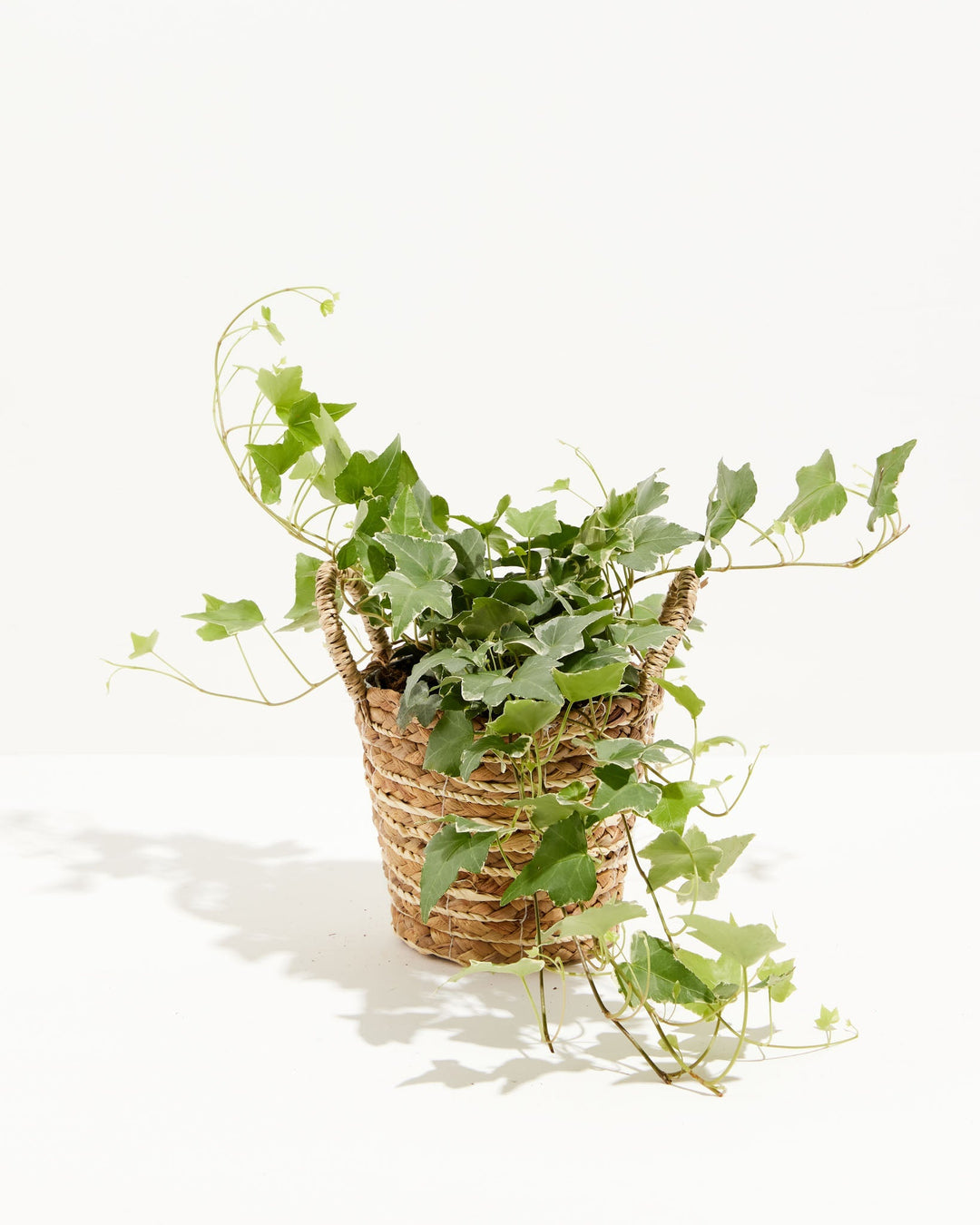 English Ivy Glacier