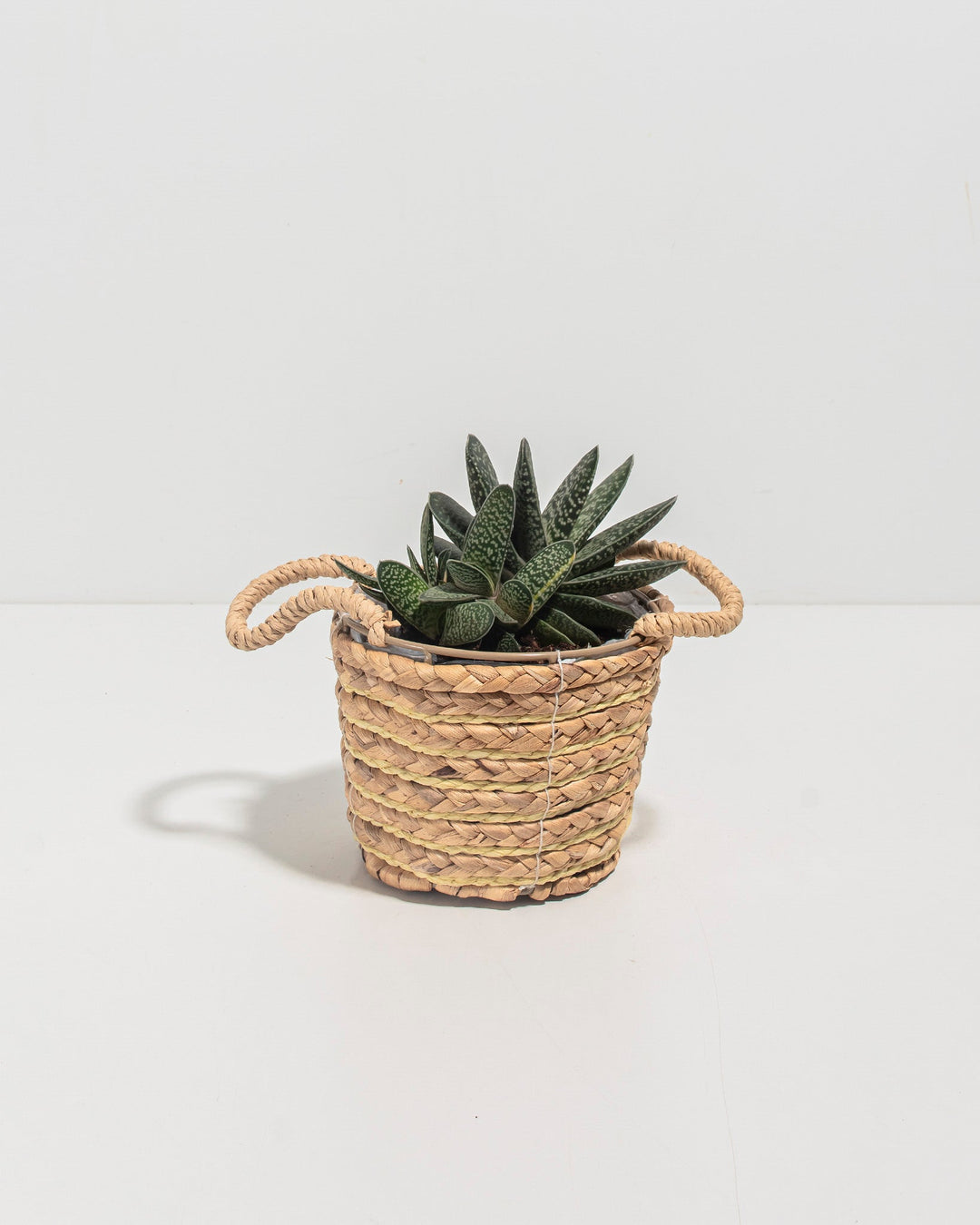 Ox Tongue Succulent