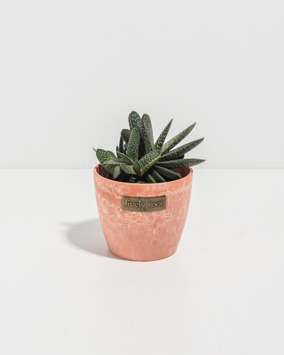 Ox Tongue Succulent