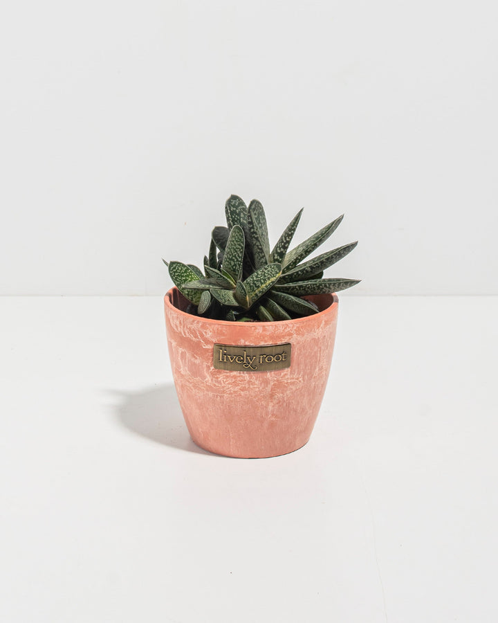 Ox Tongue Succulent