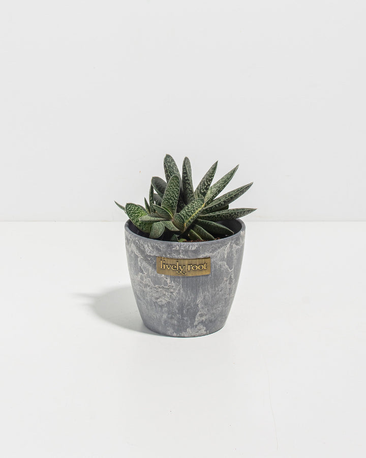 Ox Tongue Succulent