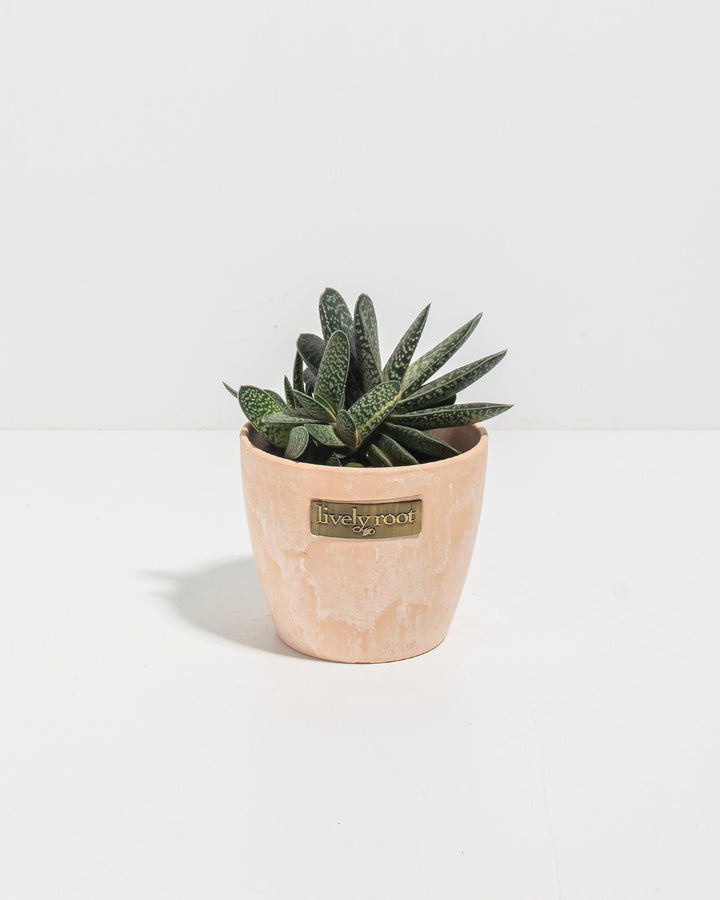 Ox Tongue Succulent