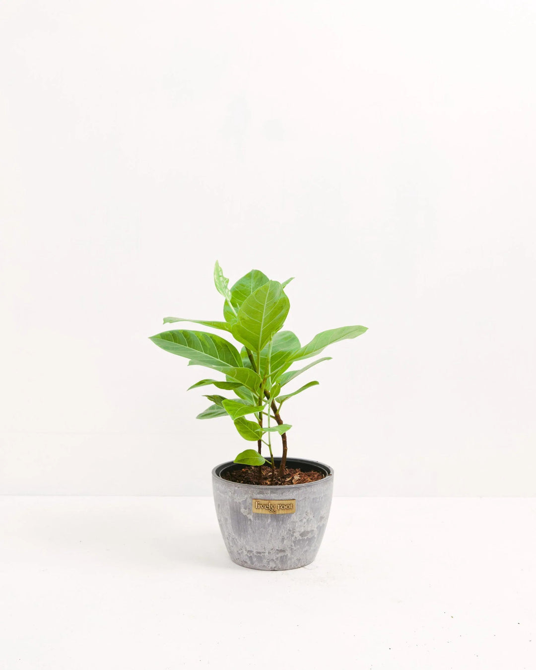 Ficus Yellow Gem Column