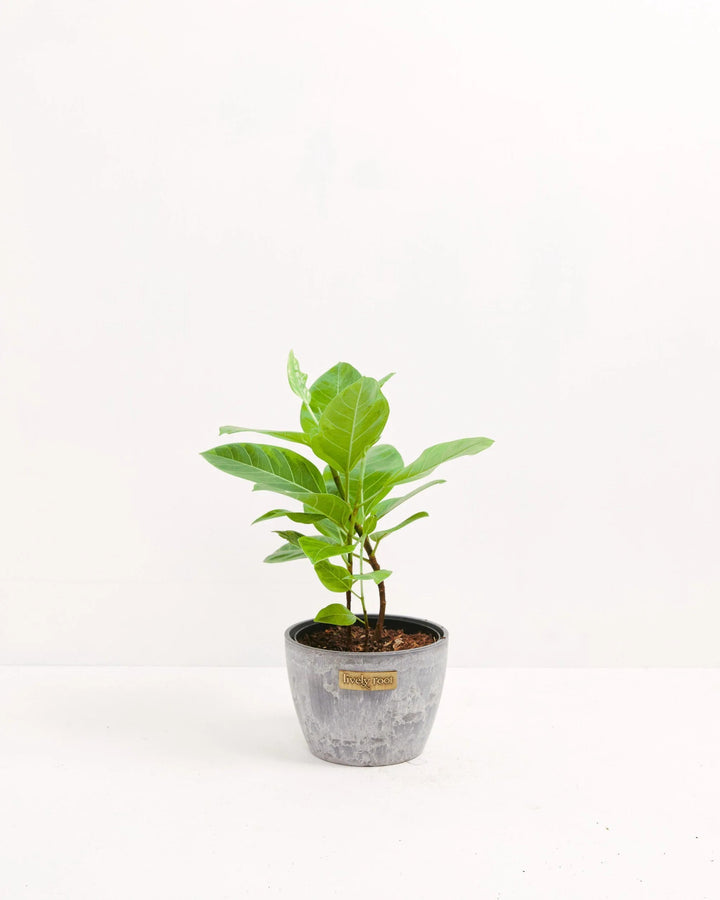 Ficus Yellow Gem Column