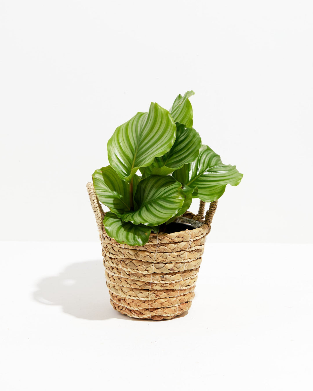 Calathea Orbifolia in woven basket with rope handles, compact round-leafed houseplant