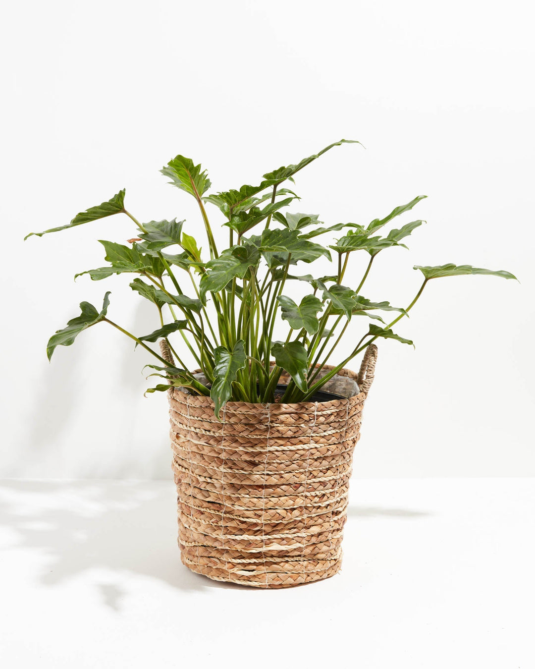 Philodendron Xanadu