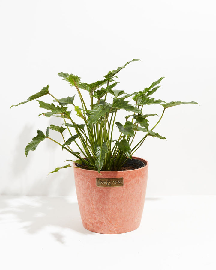 Philodendron Xanadu