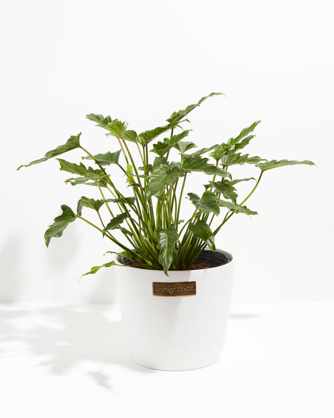 Philodendron Xanadu