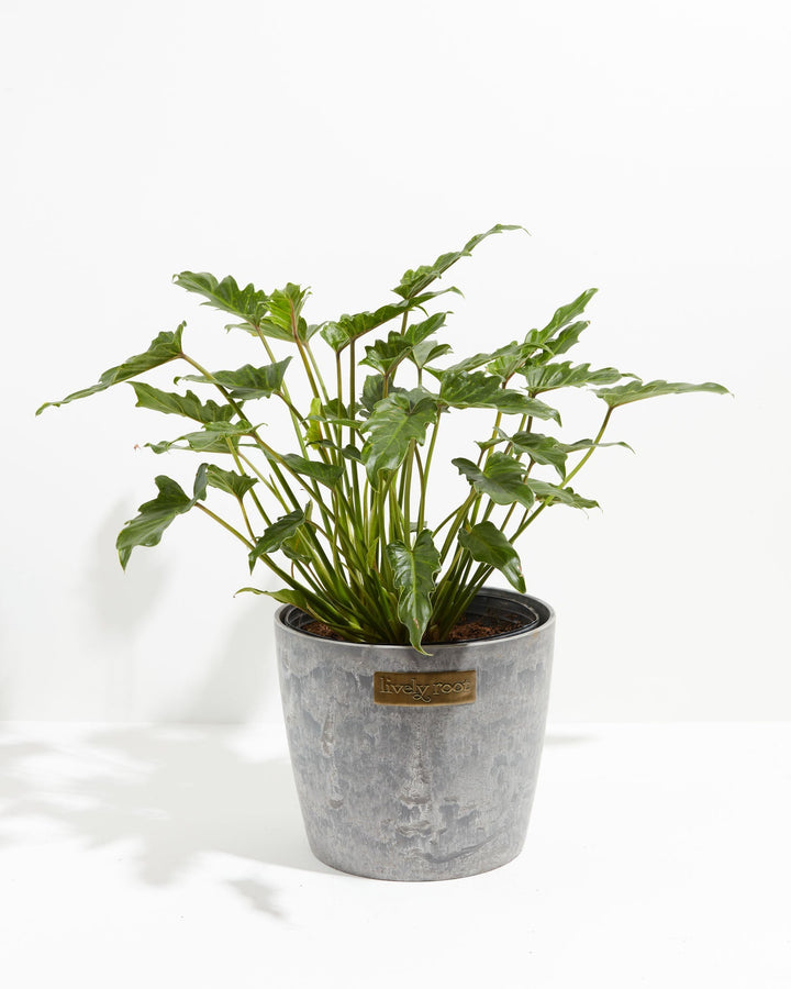 Philodendron Xanadu
