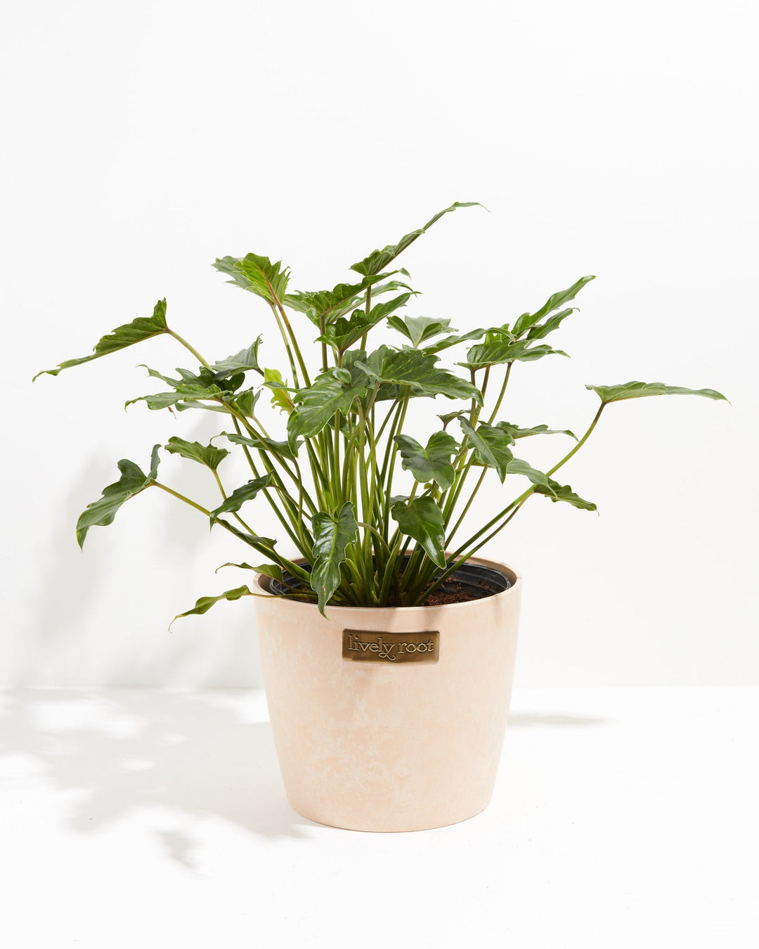 Philodendron Xanadu