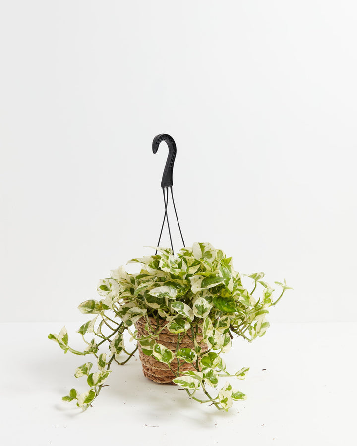 Pearls and Jade Pothos 6-inch in natural seagrass hanging basket – trailing white and green marbled pothos vine for boho home decor