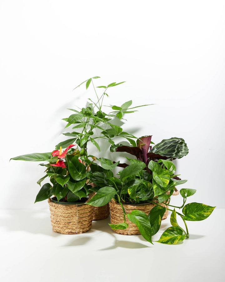 Best Sellers Bundle