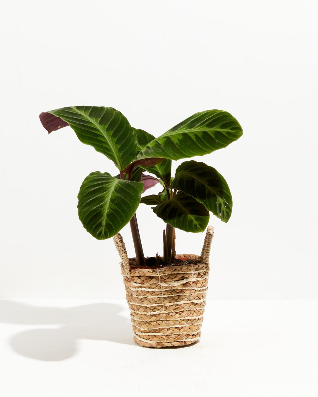Calathea Warscewiczii "Jungle Velvet"