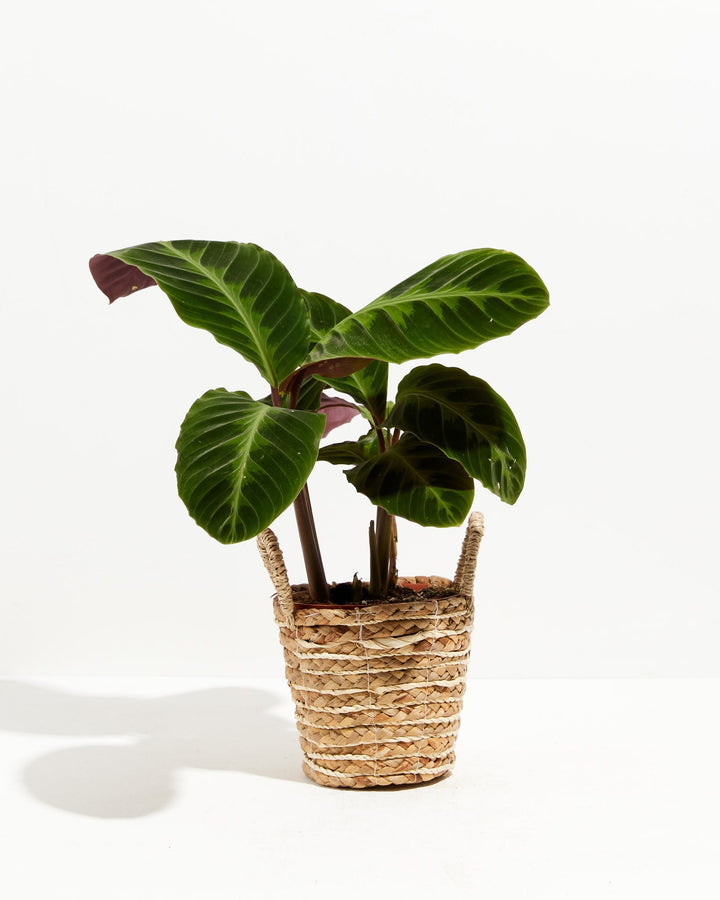 Calathea Warscewiczii "Jungle Velvet"