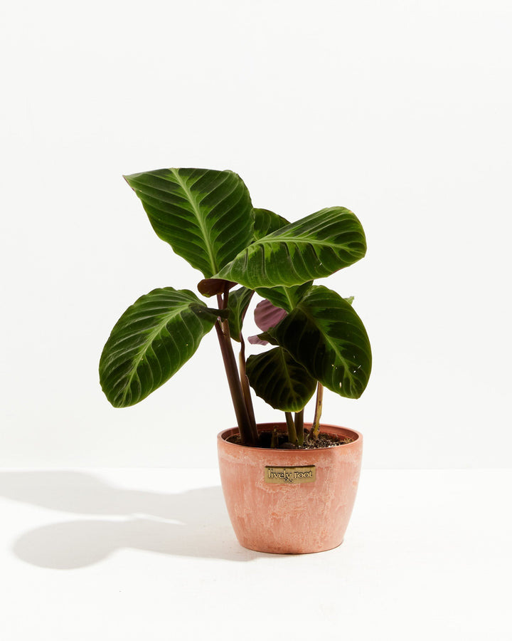 Calathea Warscewiczii "Jungle Velvet"