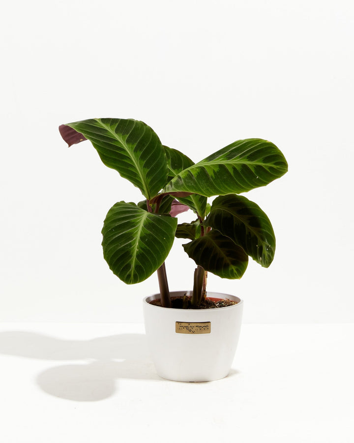 Calathea Warscewiczii "Jungle Velvet"