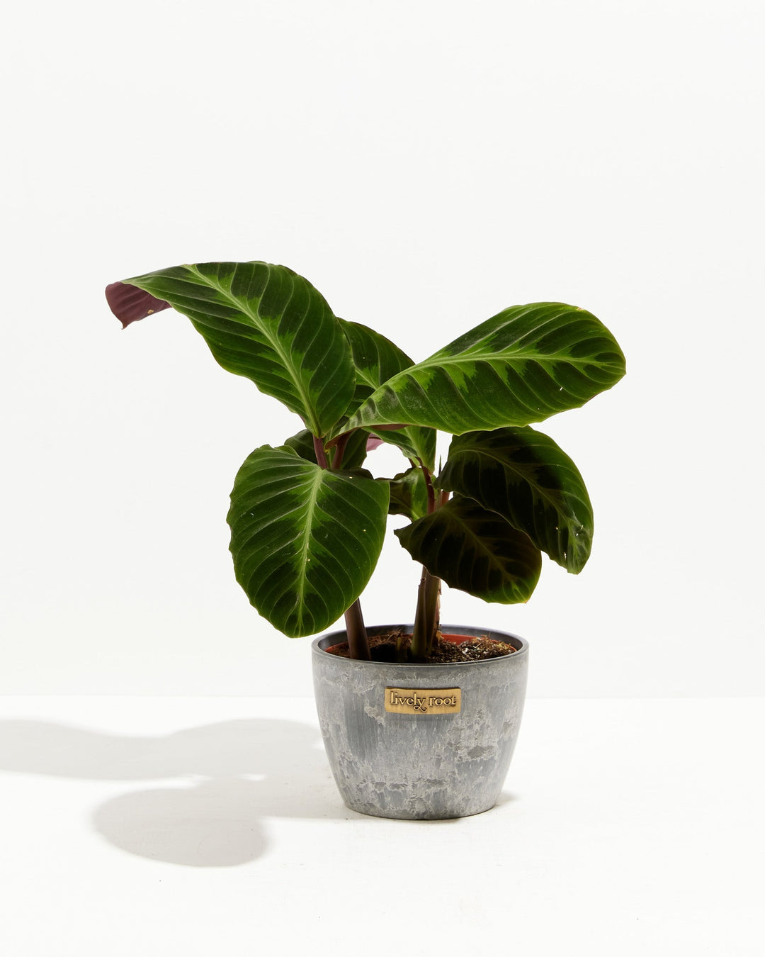 Calathea Warscewiczii "Jungle Velvet"