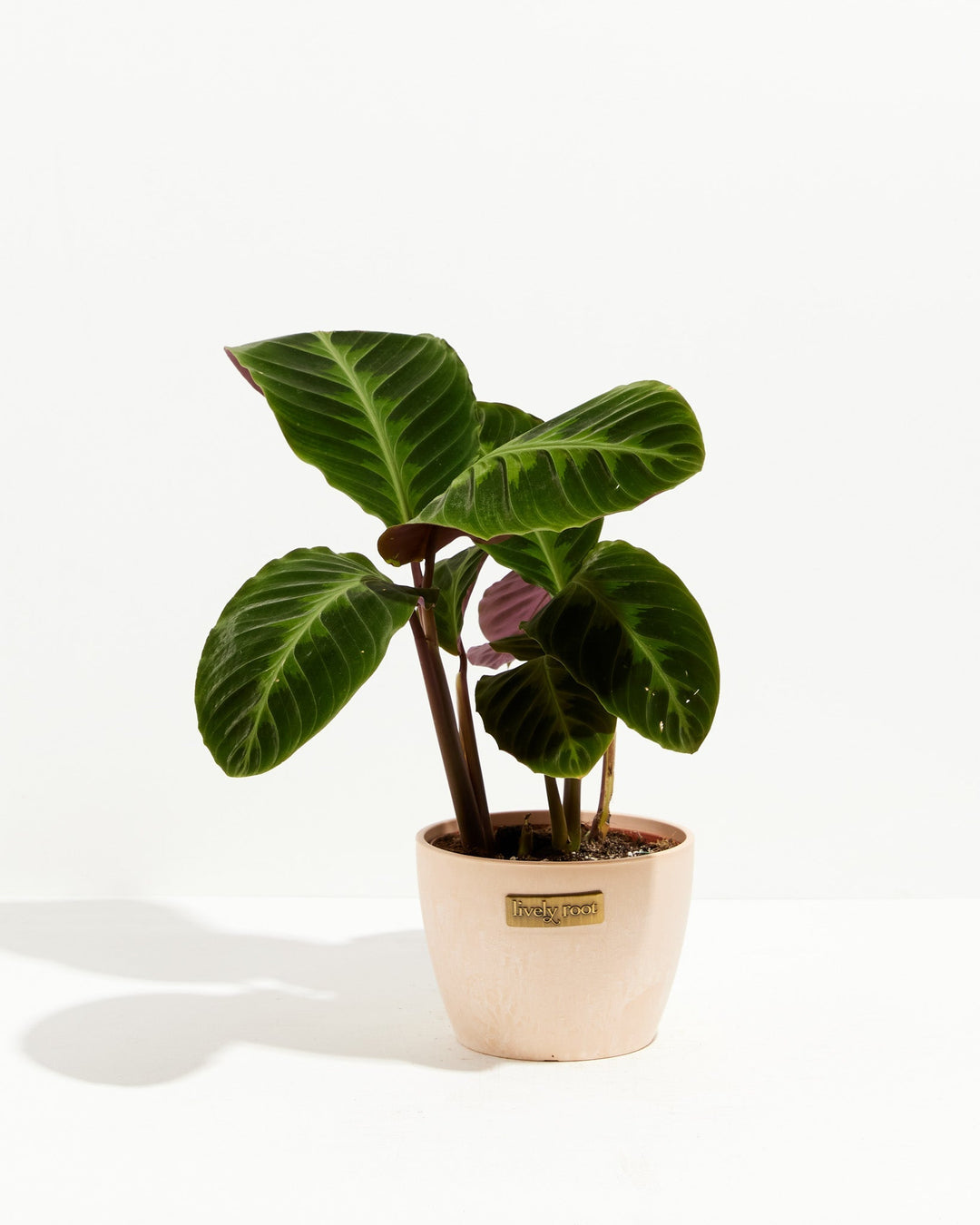 Calathea Warscewiczii "Jungle Velvet"