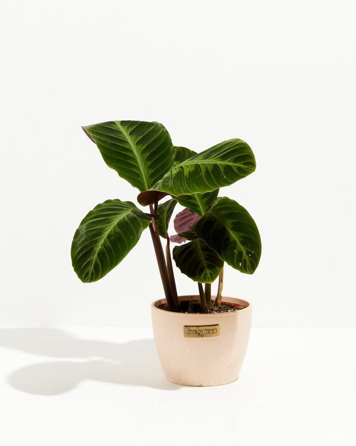 Calathea Warscewiczii "Jungle Velvet"
