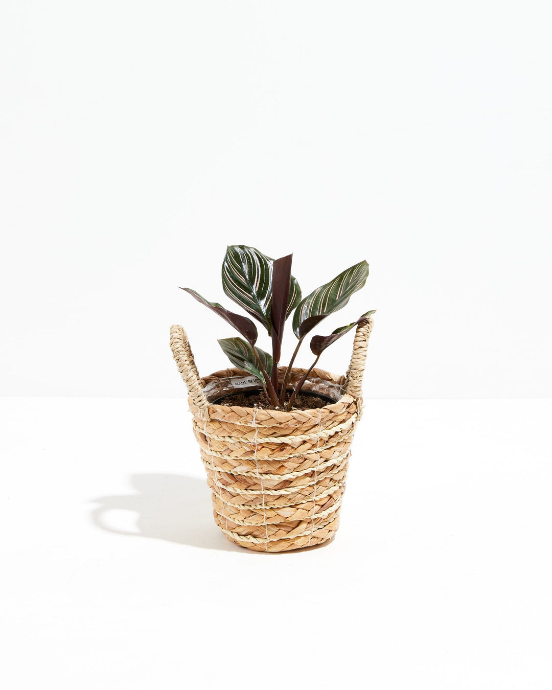 Calathea Ornata Pink Pinstripe prayer plant in natural woven basket, burgundy stems and pink-striped foliage