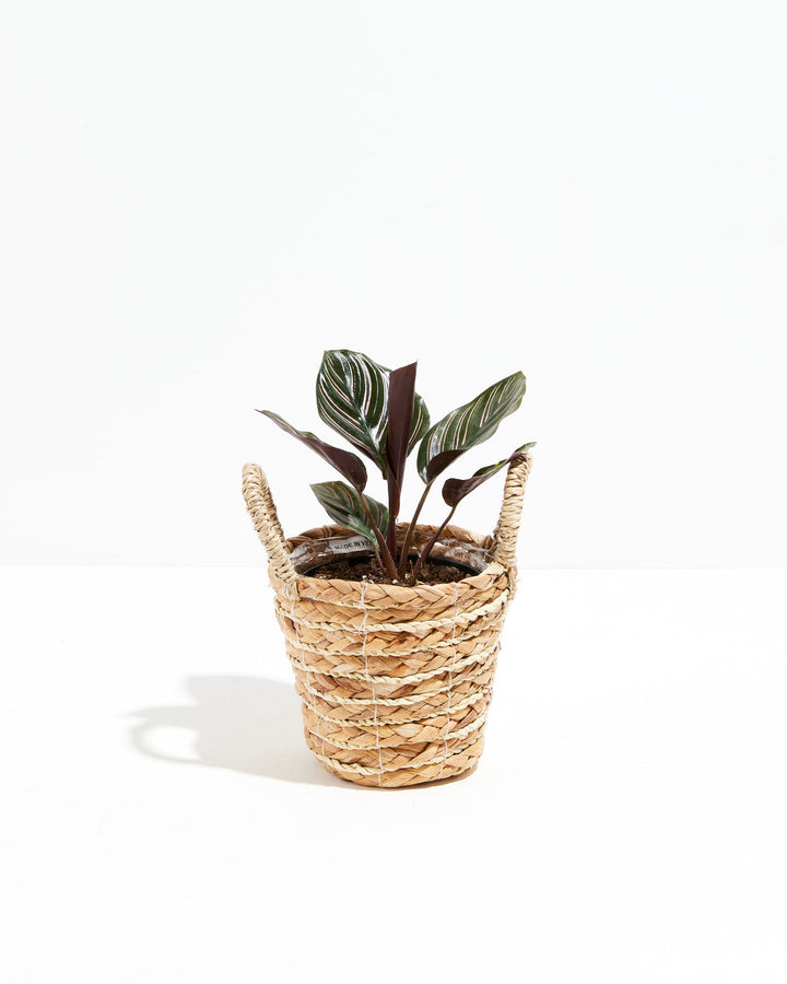 Calathea Ornata Pink Pinstripe prayer plant in natural woven basket, burgundy stems and pink-striped foliage