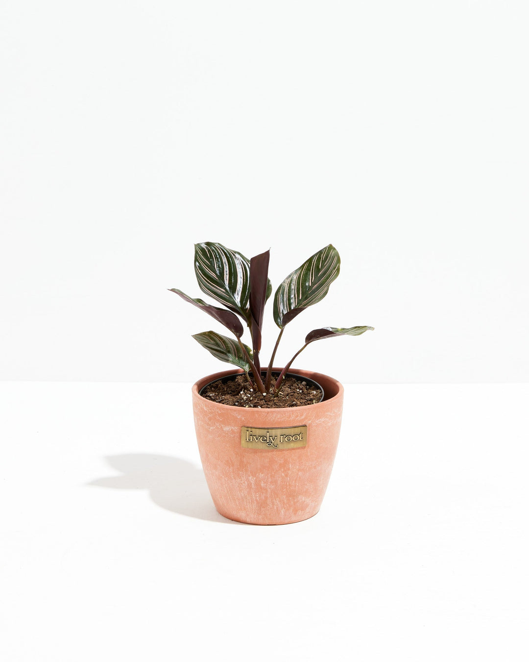 Calathea Ornata Pink Pinstripe in peachy-coral textured planter, green leaves with pink vein striping, Lively Root branded
