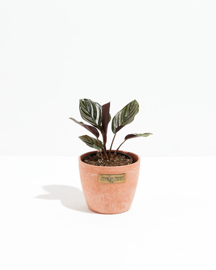 Calathea Ornata Pink Pinstripe in peachy-coral textured planter, green leaves with pink vein striping, Lively Root branded