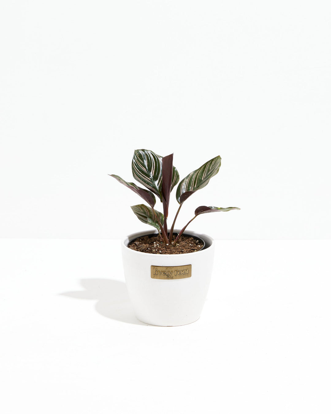 Calathea Ornata Pink Pinstripe in white ceramic pot, burgundy stems with pink-banded leaf variegation, Lively Root planter
