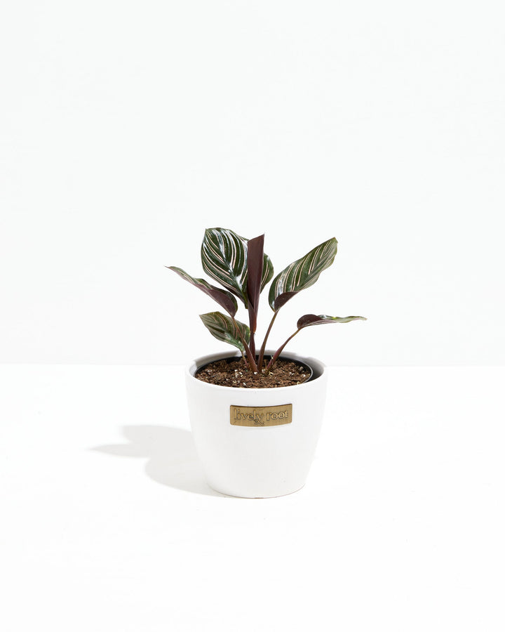 Calathea Ornata Pink Pinstripe in white ceramic pot, burgundy stems with pink-banded leaf variegation, Lively Root planter