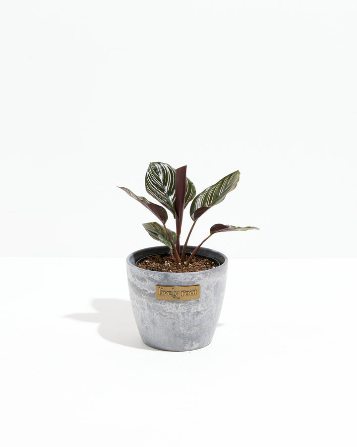 Calathea Ornata Pink Pinstripe in gray concrete textured pot with Lively Root label, upright striped foliage