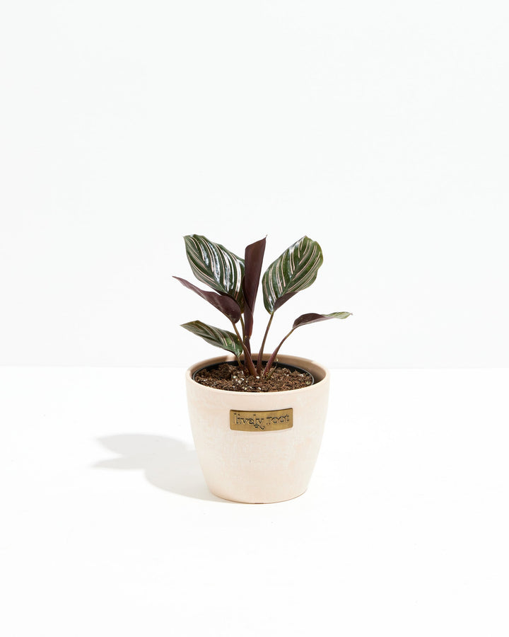 Calathea Ornata Pink Pinstripe in cream ceramic pot, compact houseplant with Lively Root label, ornate leaf patterns