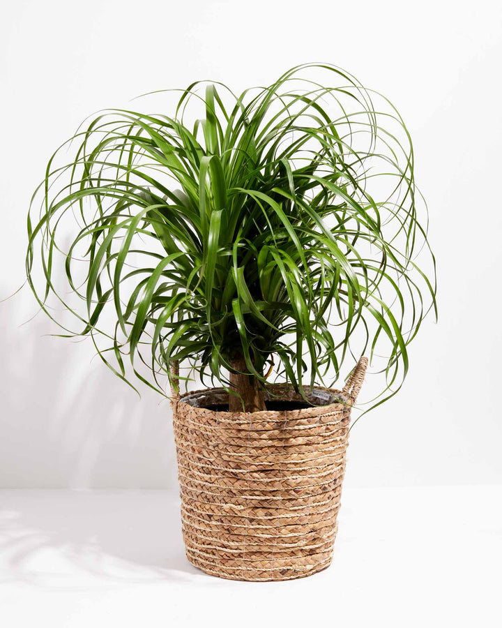 Ponytail Palm Tree