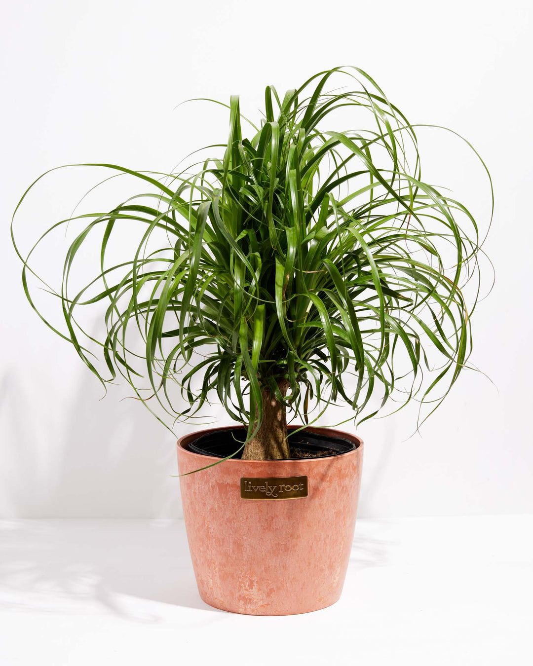 Ponytail Palm Tree