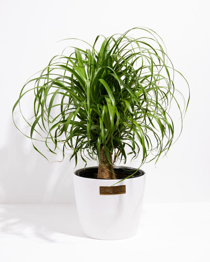 Ponytail Palm Tree