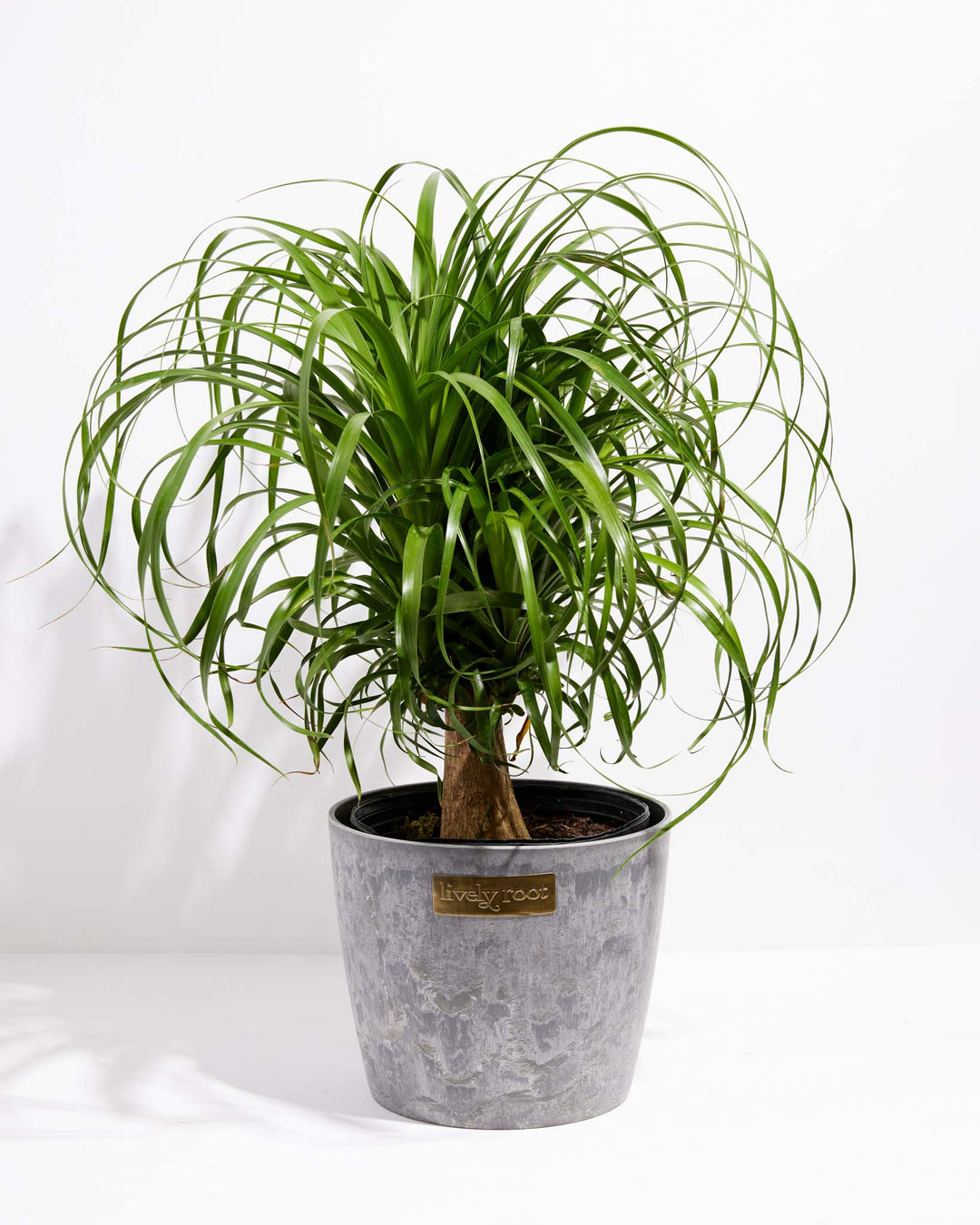 Ponytail Palm Tree