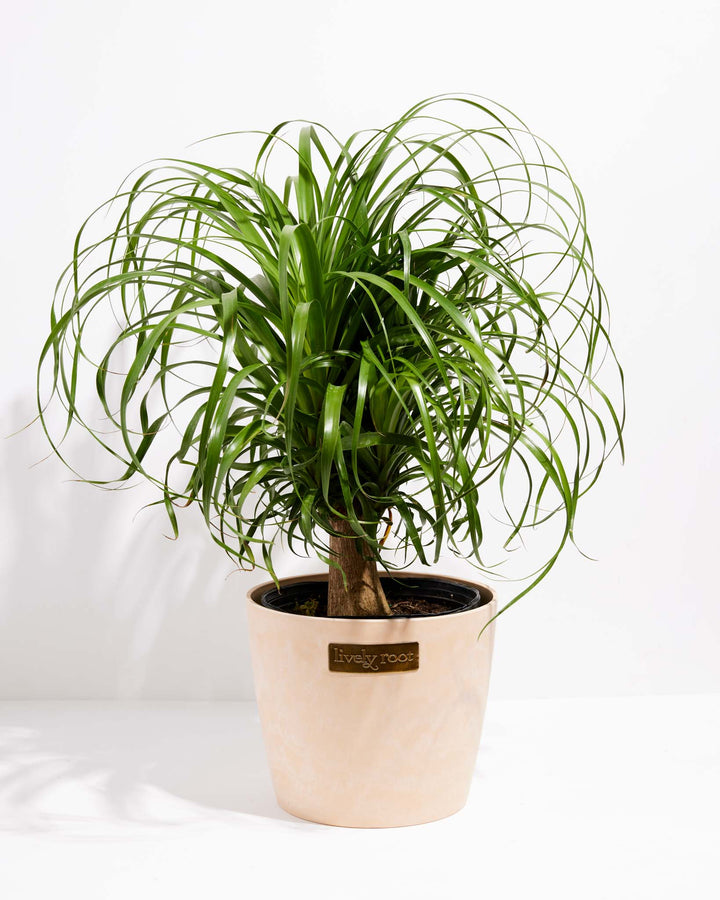 Ponytail Palm Tree