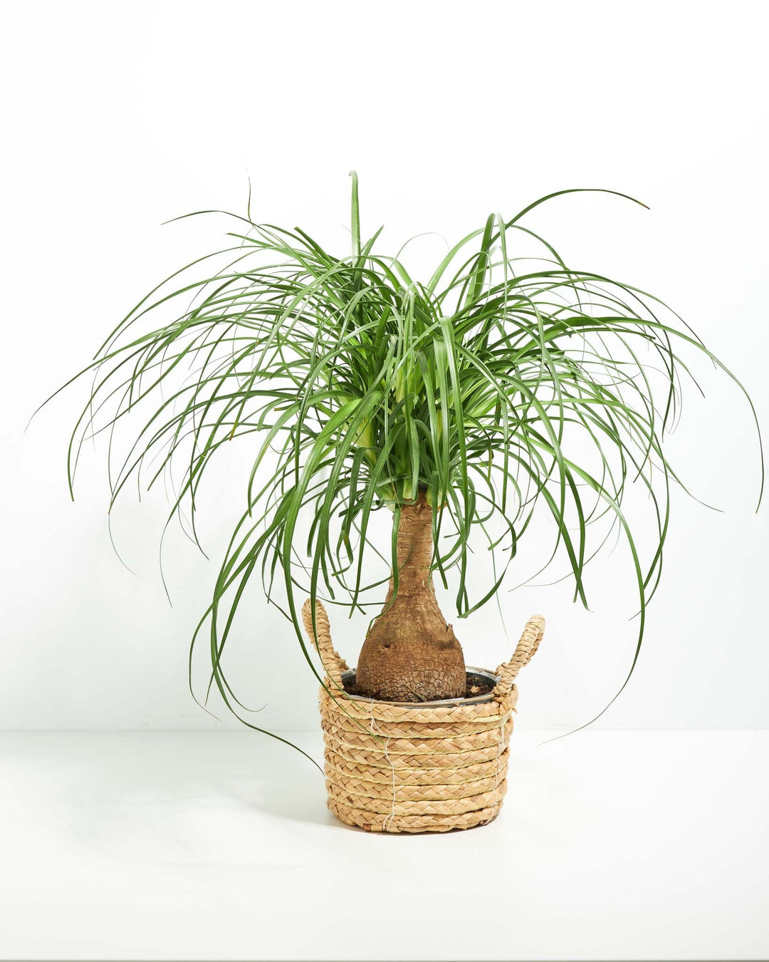 Ponytail Palm Tree