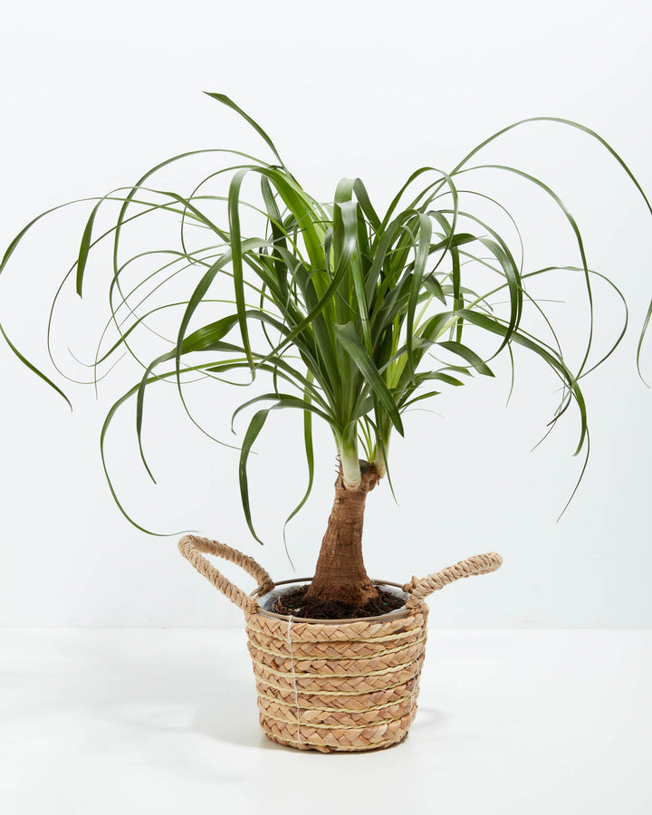 Ponytail Palm Tree