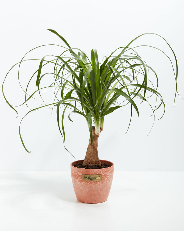 Ponytail Palm Tree