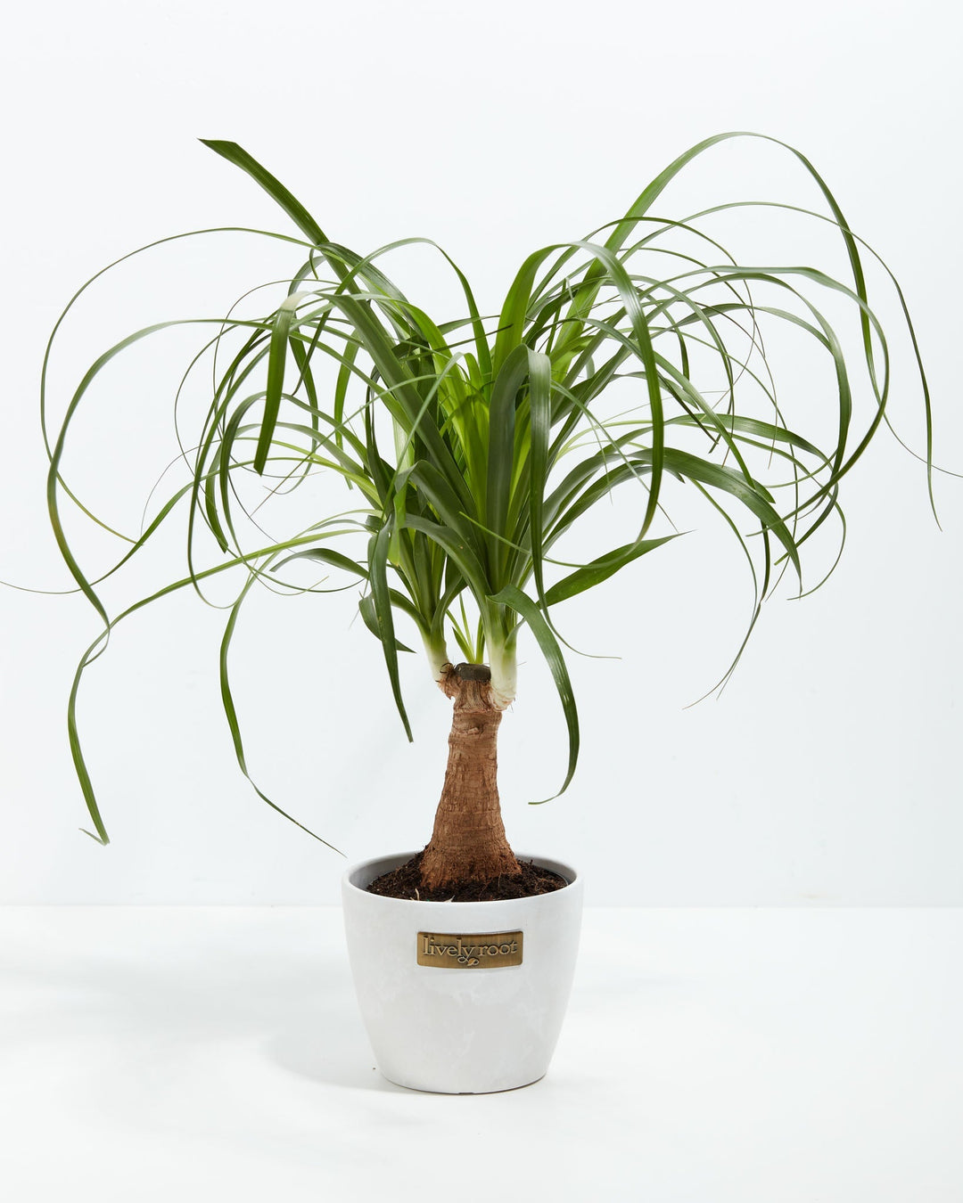 Ponytail Palm Tree