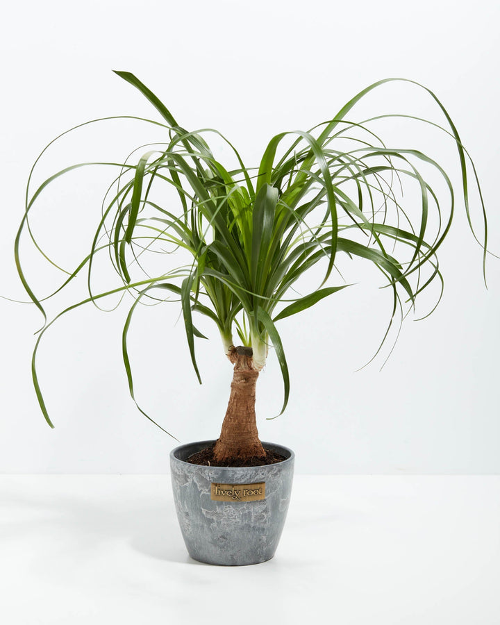 Ponytail Palm Tree