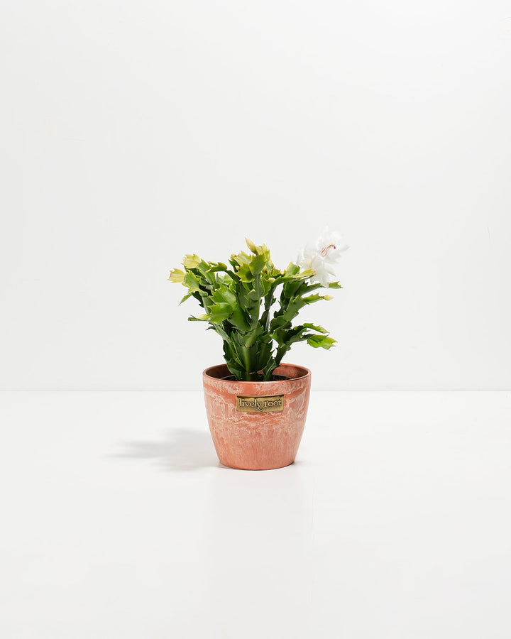 Small white Christmas cactus in rusty-terracotta ceramic pot showcasing pure white ruffled petals with magenta flower centers and dense segmented foliage. Tabletop-sized holiday blooming succulent combining warm pottery tones with cool winter white flowers.