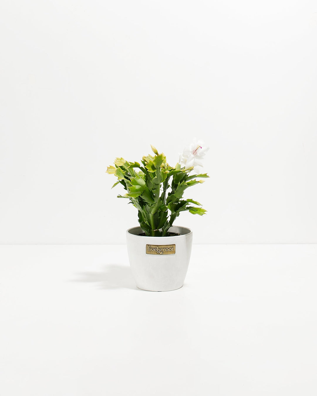 Petite white Christmas cactus in pristine white ceramic pot with fully-opened white blooms and multiple buds at varying maturity stages. Small-scale festive flowering succulent ideal for minimalist décor, gift collections, and compact indoor displays.