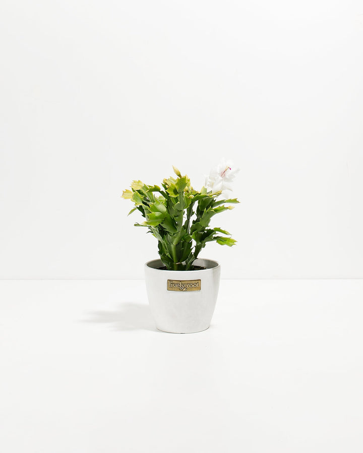 Petite white Christmas cactus in pristine white ceramic pot with fully-opened white blooms and multiple buds at varying maturity stages. Small-scale festive flowering succulent ideal for minimalist décor, gift collections, and compact indoor displays.