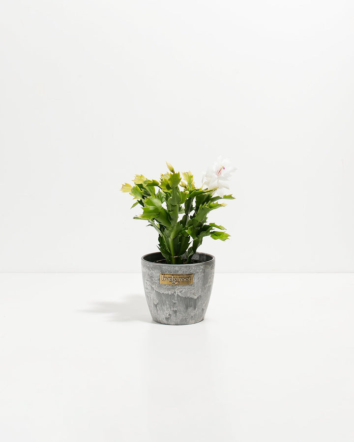 Four-inch white Christmas cactus in contemporary grey ceramic container featuring brilliant white flowers with pink centers and rich green trailing foliage. Compact holiday plant perfect for desks, shelves, and small spaces seeking seasonal flowering cactus display.