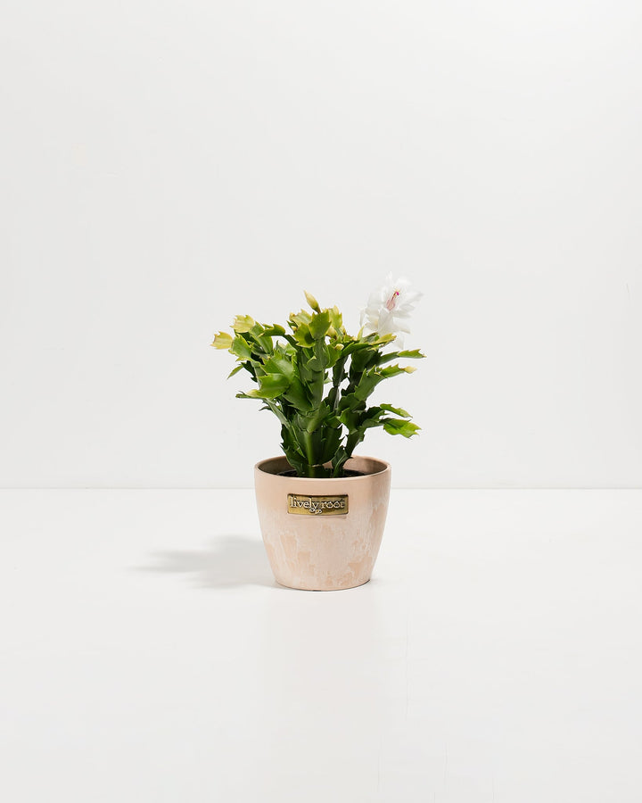 Compact four-inch Christmas cactus in warm pale ceramic container displaying fresh white blooms with pink stamen accents and multiple developing buds. Miniature holiday-season flowering cactus ideal for window sills and office spaces seeking festive white blooms.
