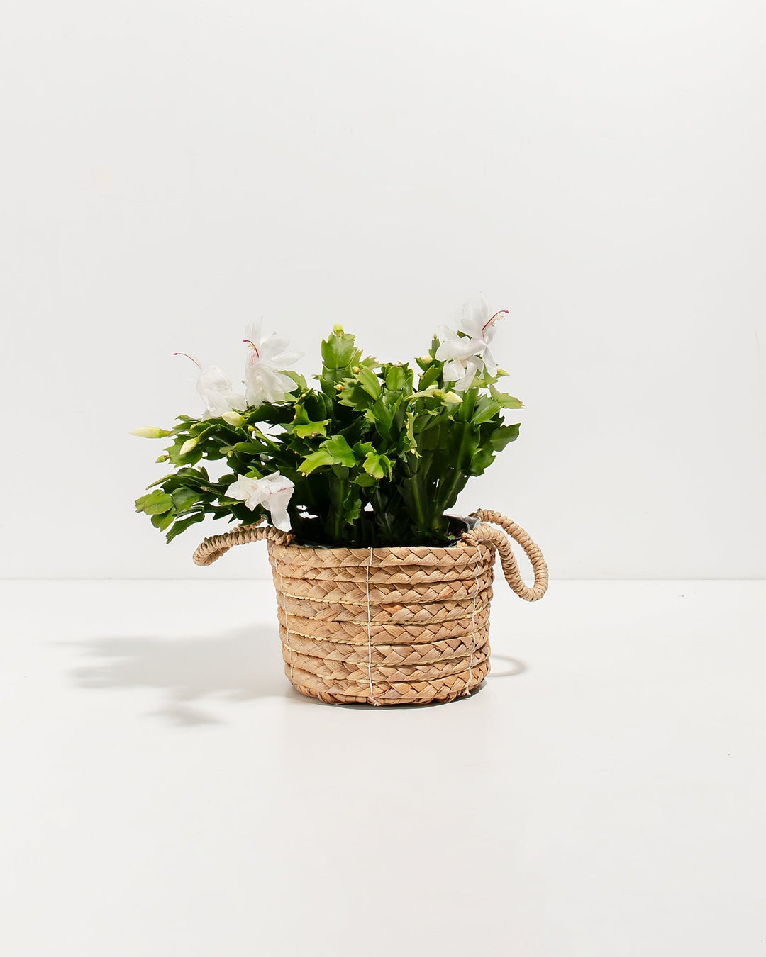 Six-inch white Christmas cactus in charming natural woven seagrass basket with rope handles displaying abundant white blooms with pink-magenta centers. Festive segmented-leaf succulent cactus ideal for holiday gifting and seasonal décor, featuring long-lasting winter flowers and trailing growth habit.