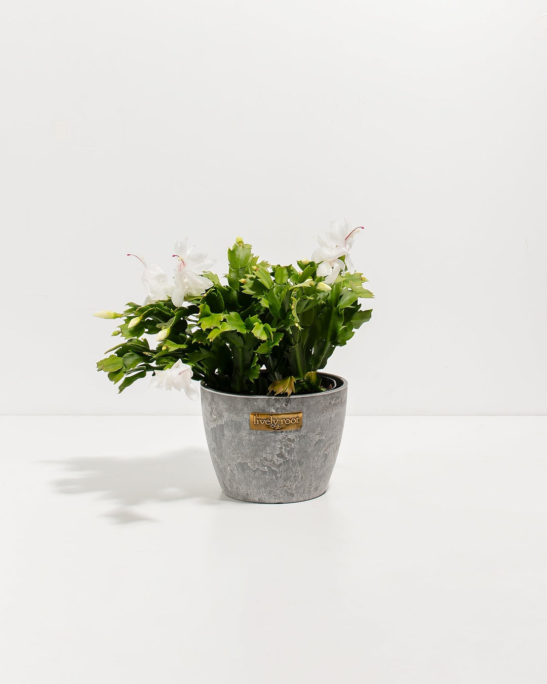 Six-inch Christmas cactus in sleek grey concrete-textured ceramic planter showcasing pure white delicate flowers with rose-pink centers. Modern succulent décor plant merging minimalist industrial styling with festive white blooms for holiday interiors.