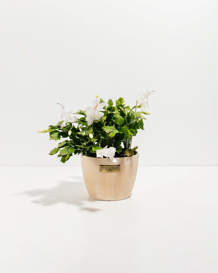 Six-inch white Christmas cactus in warm peachy-tan ceramic container displaying clusters of pure white blooms with prominent pink centers. Holiday flowering succulent with segmented foliage ideal for contemporary décor and winter season color impact.