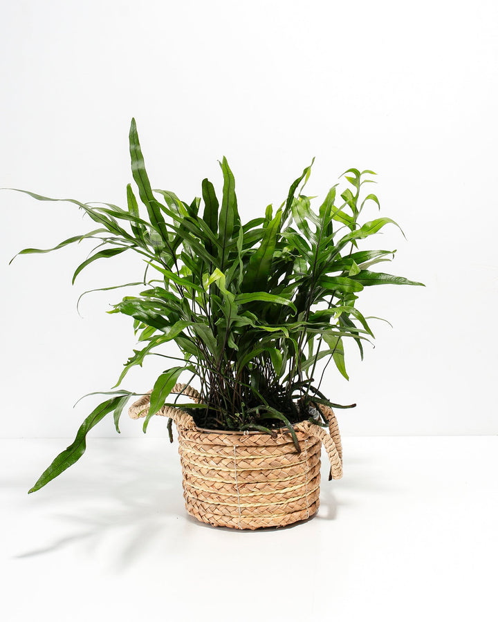 Kangaroo Fern